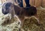 Disbudded Nubian buckling