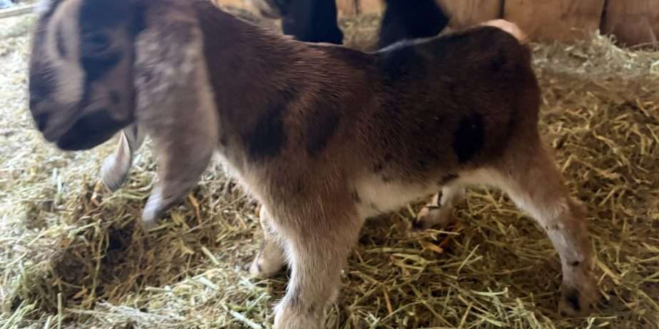 Disbudded Nubian buckling