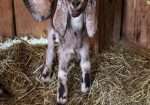 Disbudded Nubian buckling