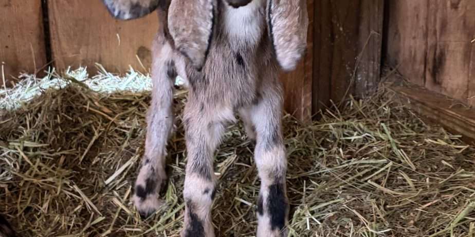 Disbudded Nubian buckling