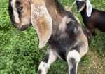 Disbudded Nubian buckling
