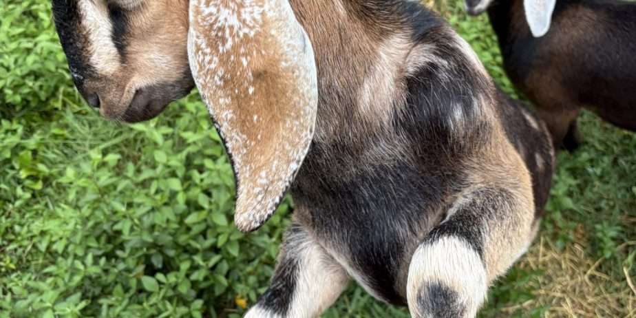 Disbudded Nubian buckling