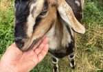 Disbudded Nubian buckling