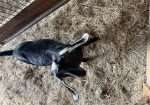 Polled Nubian buckling