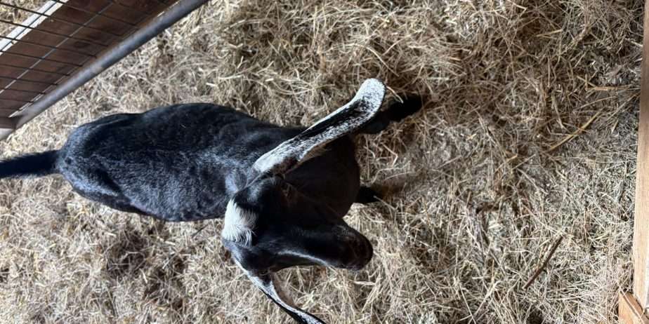 Polled Nubian buckling
