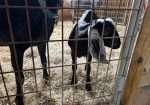 Polled Nubian buckling