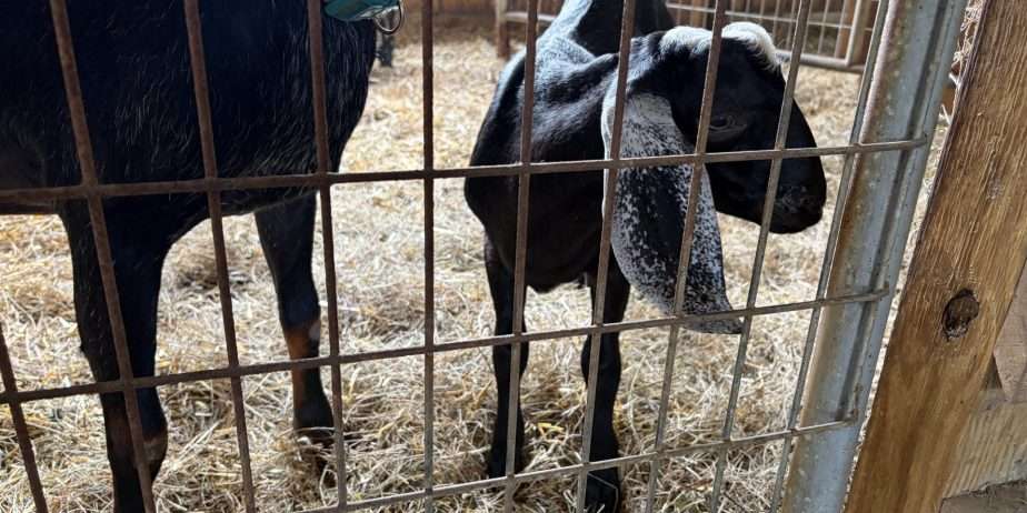 Polled Nubian buckling