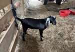 Polled Nubian buckling