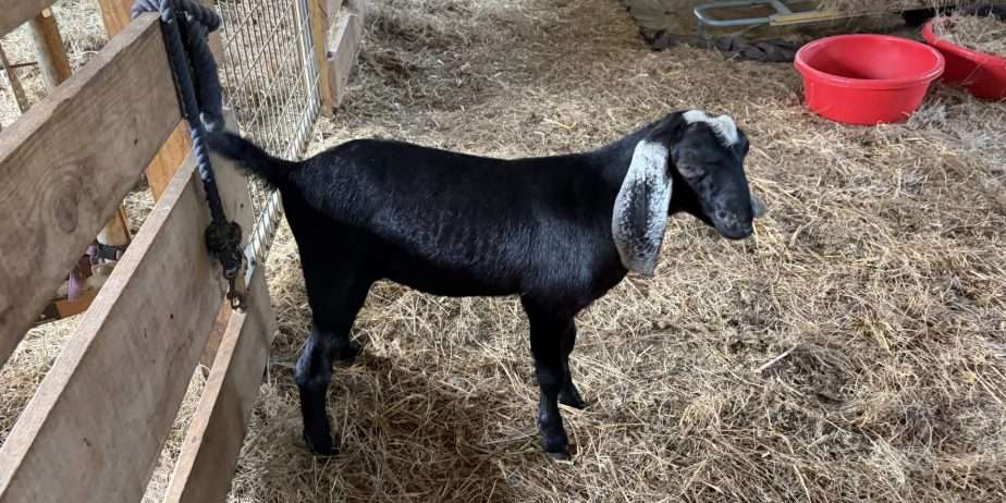Polled Nubian buckling