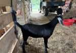Polled Nubian buckling