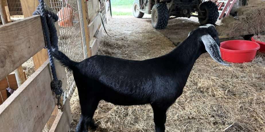 Polled Nubian buckling