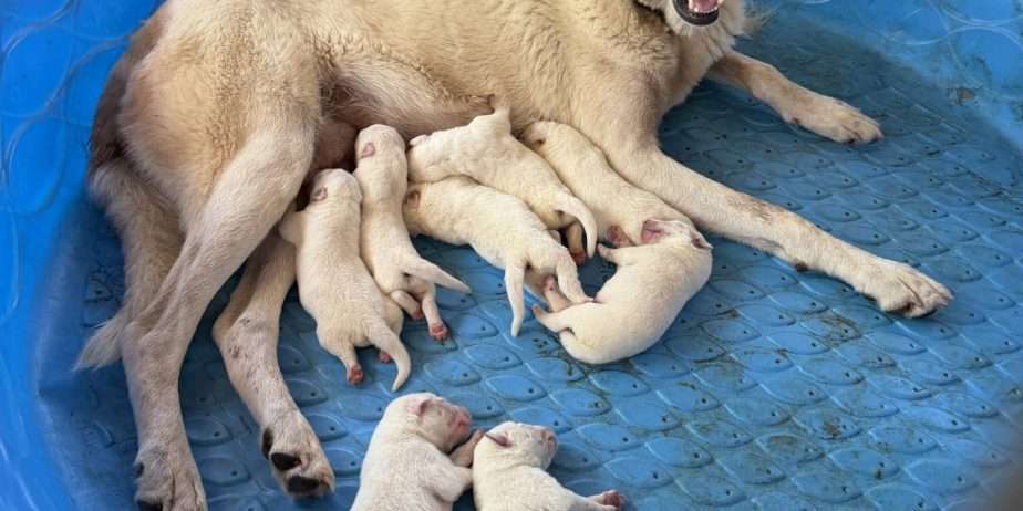 Akbash Guardian Puppies