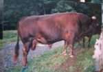 Shome Xanadu’s Andi (Excellent if creating beef is your business)