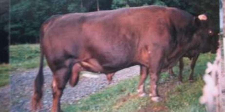 Shome Xanadu’s Andi (Excellent if creating beef is your business)