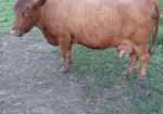 Sprague’s Alyssa & Grandma’s Sue Ellen (Heifer Calf at Side)