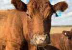 Sprague’s Alyssa & Grandma’s Sue Ellen (Heifer Calf at Side)