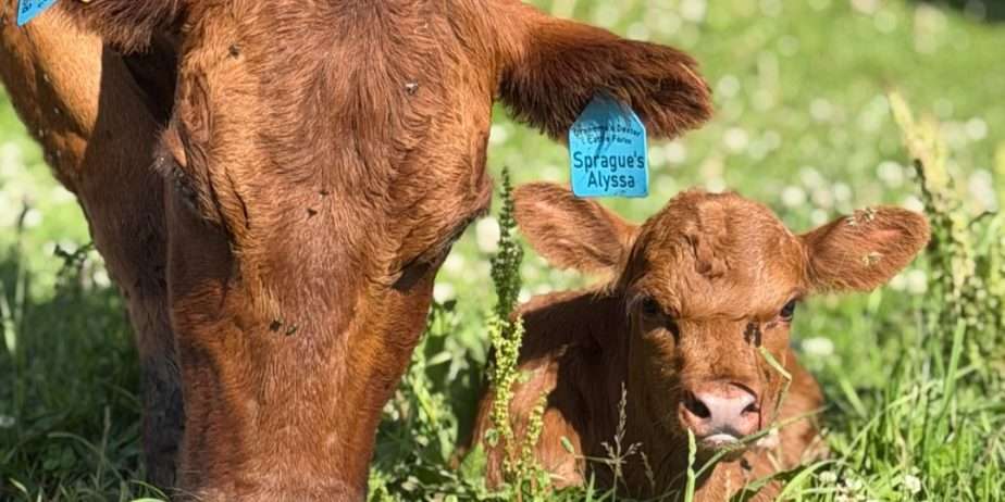Sprague’s Alyssa & Grandma’s Sue Ellen (Heifer Calf at Side)