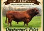 Glockenhof’s Peter – AI Straws