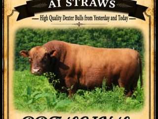 Straws-PRF-LCIN-Leo