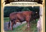 Shome Xanadu’s Andi (Excellent if creating beef is your business)