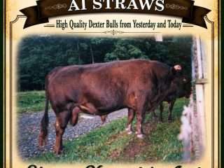 Straws-Shome-Xanadus-Andi