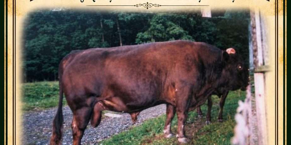 Shome Xanadu’s Andi (Excellent if creating beef is your business)