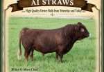 White-O-Morn Chief AI Straws from 2x National Grand Champion Bull