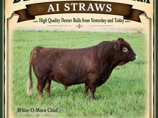 Straws-White-O-Morn-Chief