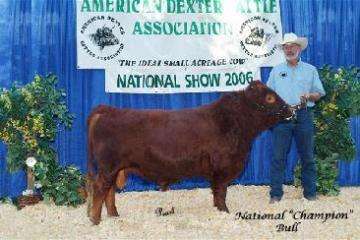 White-O-Morn Chief AI Straws from 2x National Grand Champion Bull
