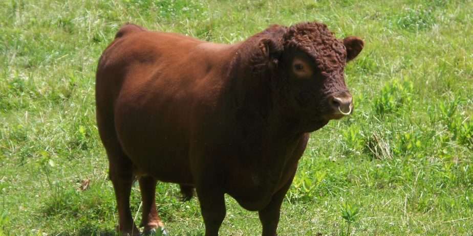 White-O-Morn Chief AI Straws from 2x National Grand Champion Bull