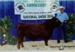White-O-Morn Chief AI Straws from 2x National Grand Champion Bull