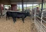 Two low line type heifers