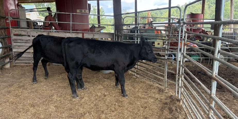 Two low line type heifers