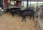 Two low line type heifers