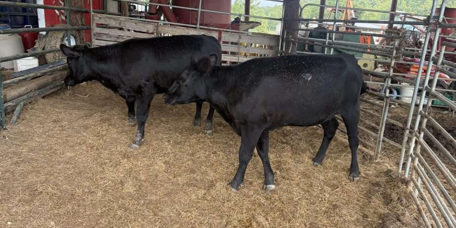 Two low line type heifers